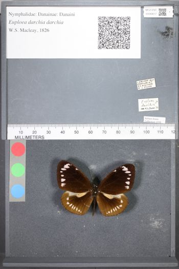 Media type: image;   Entomology 89617